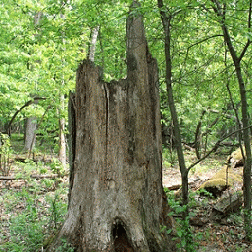 Oaks Of Bethel : The Book of Odes IV